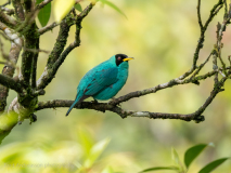 Green Honeycreeper