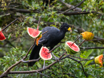 Great Curassow