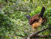 Great Curassow