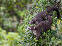 White-nosed coati