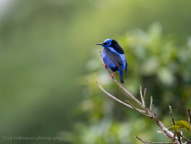 Red-legged Honeycreeper