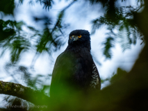 Black Hawk-Eagle