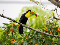 Keel-billed Toucan