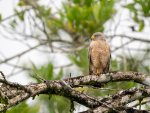 Roadside Hawk