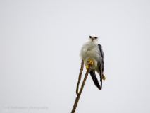 White-tailed Kite