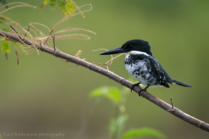 Costa Rica | Caño Negro