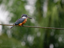 Ringed Kingfisher
