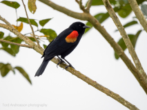 Red-winged Blackbird