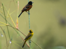 Orchard Oriole