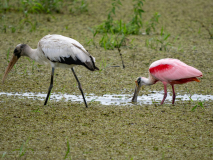 Roseate Spoonbilll and Wood Stork