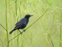 Nicaraguan Grackle