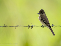 Tropical Pewee