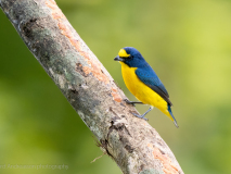 Yellow-throated Euphonia