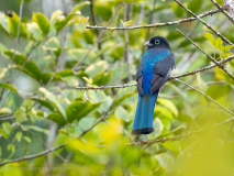 Black-headed Trogon
