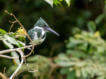 Amazon kingfisher