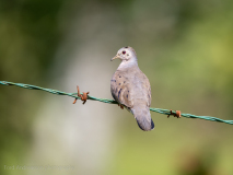 Plain-breasted Ground Dove