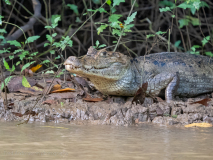 Spectacled caiman