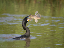 Neotropic cormorant