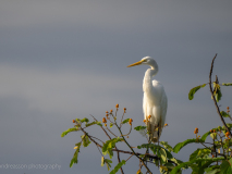 Great Egret