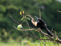 American darter
