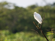 Snowy egret