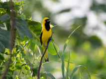 Yellow-tailed Oriole