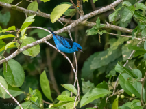 Blue Dacnis