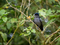 White-winged Becard