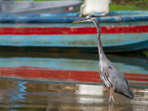 Great blue heron