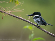 Green kingfisher