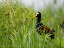 Northern Jacana