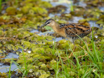 Yellow-breasted Crake
