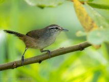 Canebrake wren