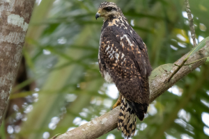 Costa Rica | Carara National Park