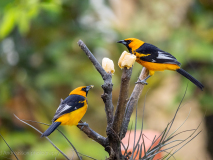 Spot-breasted Oriole