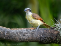Great Kiskadee