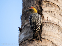 Hoffmann\'s Woodpecker
