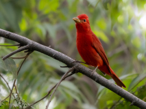 Summer Tanager