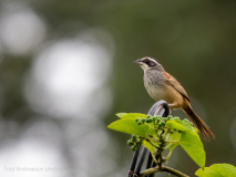 Stripe-headed Sparrow