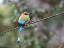 Turquoise-browed motmot