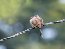 Inca dove