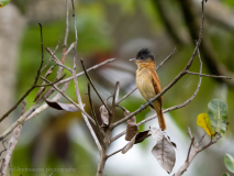 Rose-throated becard