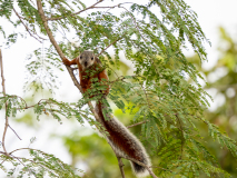 Variegated squirrel