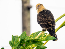 Yellow-headed Caracara