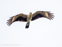 Yellow-headed Caracara