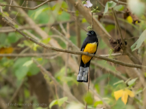Black-headed Trogon