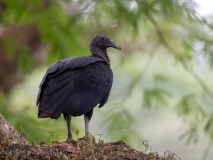 Black vulture