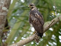 Common black hawk