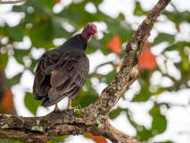 Turkey vulture