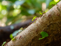Leaf-cutter ants